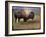 Bison Portrait II-Chris Vest-Framed Art Print