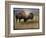 Bison Portrait II-Chris Vest-Framed Premium Giclee Print