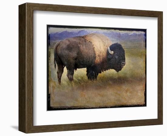 Bison Portrait II-Chris Vest-Framed Premium Giclee Print