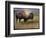 Bison Portrait II-Chris Vest-Framed Premium Giclee Print