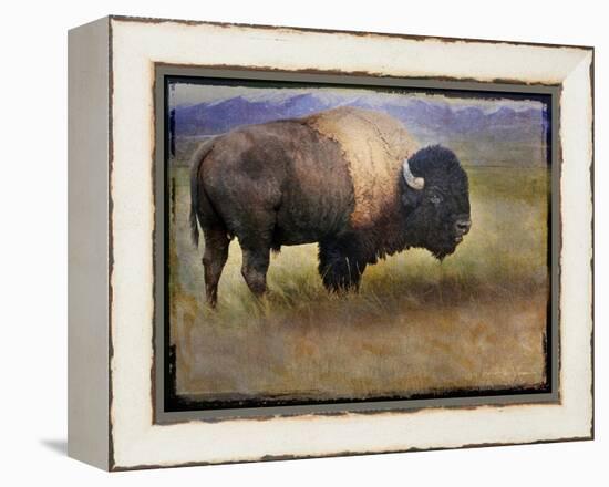 Bison Portrait II-Chris Vest-Framed Stretched Canvas
