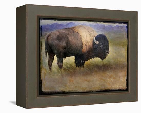 Bison Portrait II-Chris Vest-Framed Stretched Canvas