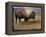 Bison Portrait II-Chris Vest-Framed Stretched Canvas