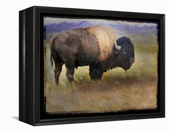 Bison Portrait II-Chris Vest-Framed Stretched Canvas