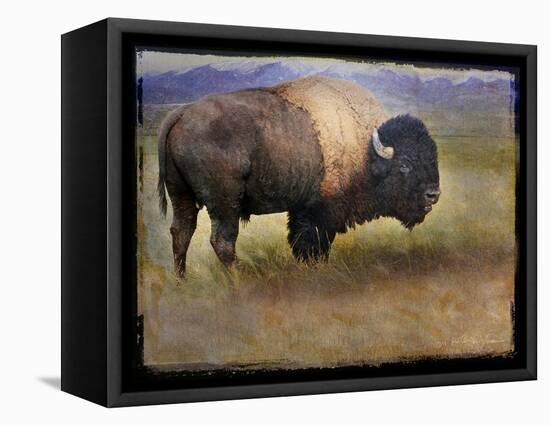 Bison Portrait II-Chris Vest-Framed Stretched Canvas