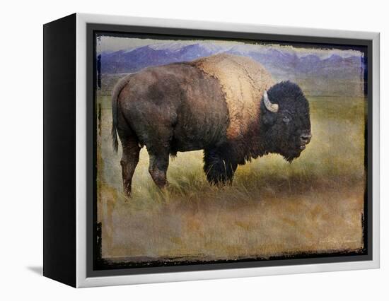 Bison Portrait II-Chris Vest-Framed Stretched Canvas