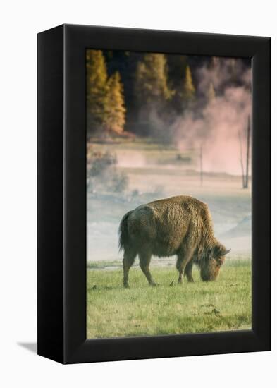 Bison Portrait-Vincent James-Framed Premier Image Canvas