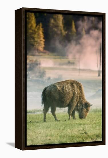 Bison Portrait-Vincent James-Framed Premier Image Canvas