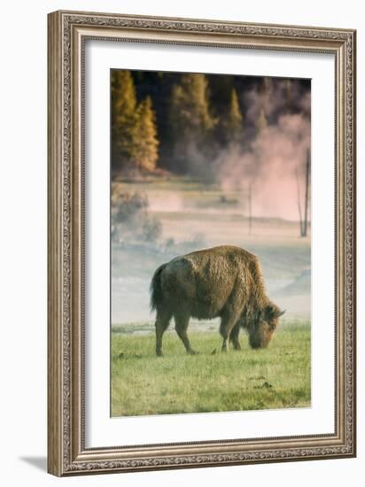 Bison Portrait-Vincent James-Framed Photographic Print