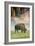 Bison Portrait-Vincent James-Framed Photographic Print