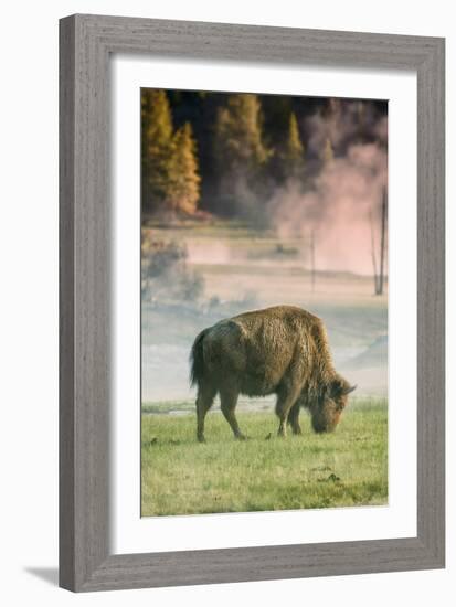 Bison Portrait-Vincent James-Framed Photographic Print