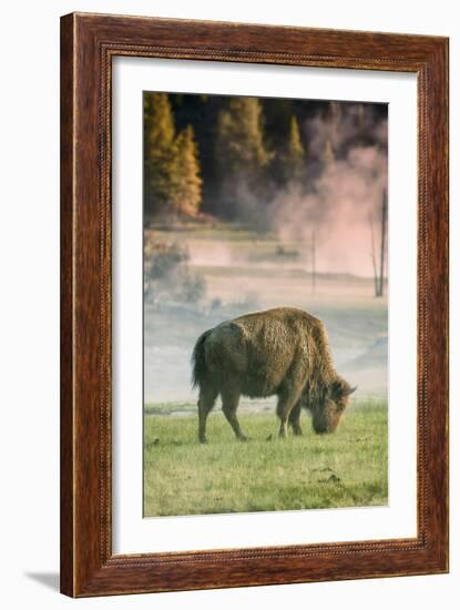 Bison Portrait-Vincent James-Framed Photographic Print