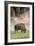 Bison Portrait-Vincent James-Framed Photographic Print