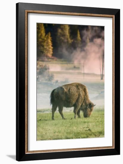 Bison Portrait-Vincent James-Framed Photographic Print