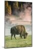 Bison Portrait-Vincent James-Mounted Photographic Print