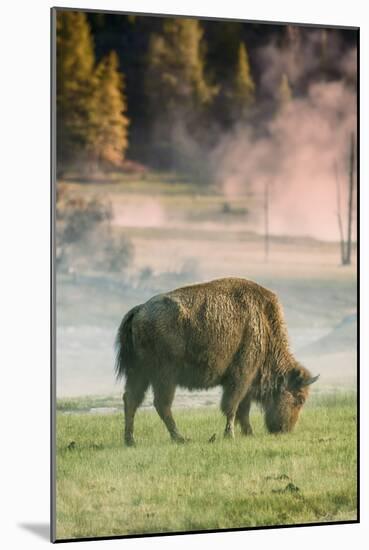 Bison Portrait-Vincent James-Mounted Photographic Print