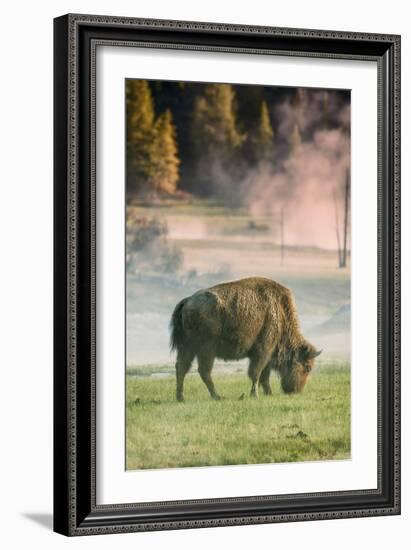 Bison Portrait-Vincent James-Framed Photographic Print