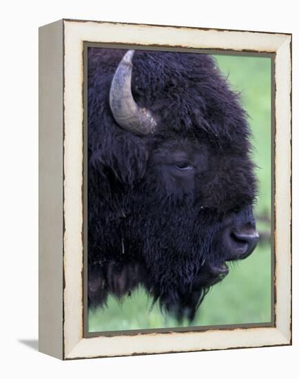 Bison Profile, Yellowstone National Park, Wyoming, USA-Jamie & Judy Wild-Framed Premier Image Canvas