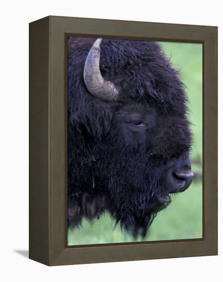 Bison Profile, Yellowstone National Park, Wyoming, USA-Jamie & Judy Wild-Framed Premier Image Canvas