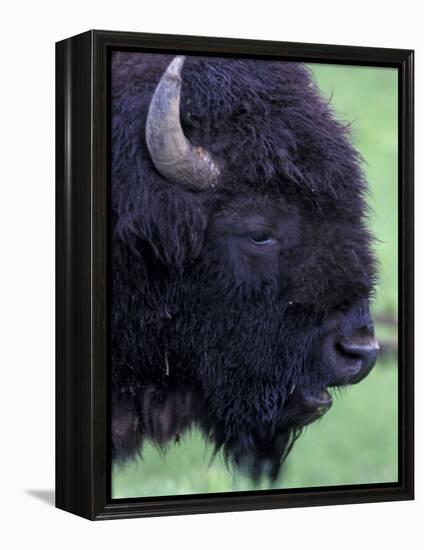 Bison Profile, Yellowstone National Park, Wyoming, USA-Jamie & Judy Wild-Framed Premier Image Canvas