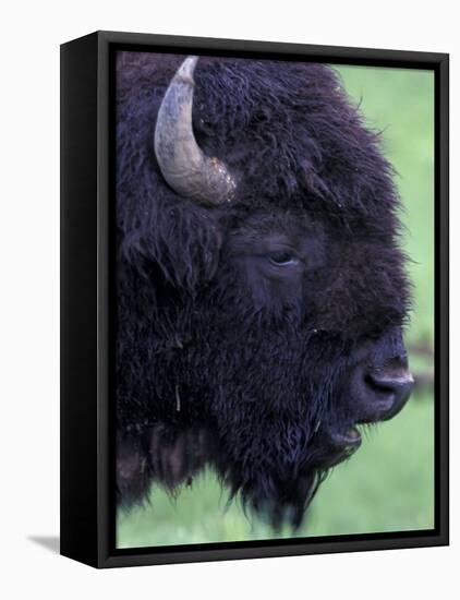 Bison Profile, Yellowstone National Park, Wyoming, USA-Jamie & Judy Wild-Framed Premier Image Canvas