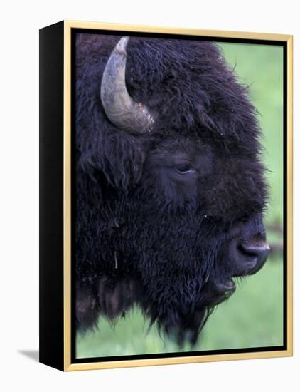 Bison Profile, Yellowstone National Park, Wyoming, USA-Jamie & Judy Wild-Framed Premier Image Canvas