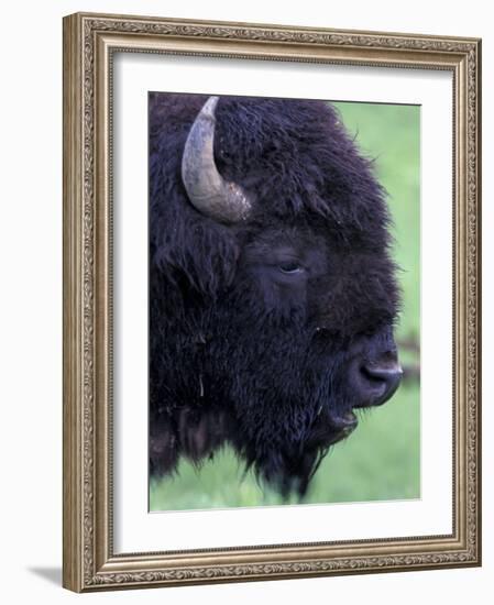 Bison Profile, Yellowstone National Park, Wyoming, USA-Jamie & Judy Wild-Framed Photographic Print