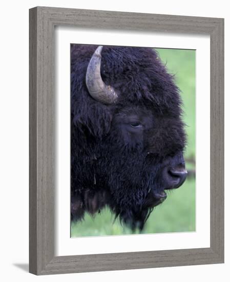 Bison Profile, Yellowstone National Park, Wyoming, USA-Jamie & Judy Wild-Framed Photographic Print