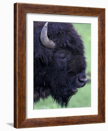 Bison Profile, Yellowstone National Park, Wyoming, USA-Jamie & Judy Wild-Framed Photographic Print