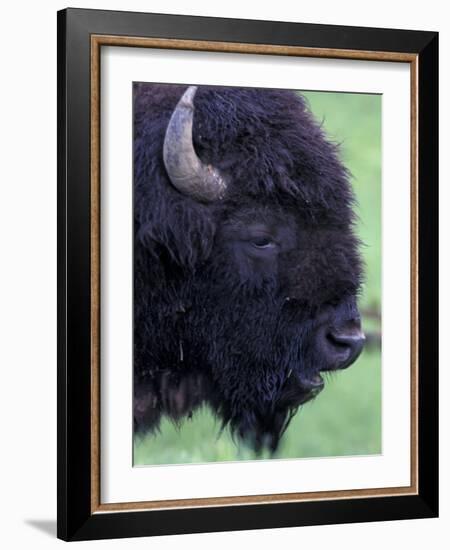 Bison Profile, Yellowstone National Park, Wyoming, USA-Jamie & Judy Wild-Framed Photographic Print