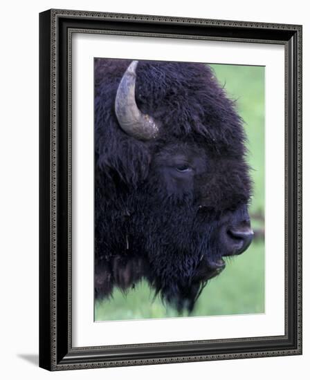 Bison Profile, Yellowstone National Park, Wyoming, USA-Jamie & Judy Wild-Framed Photographic Print