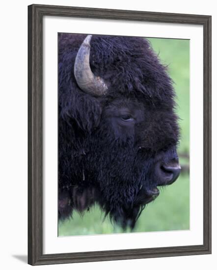 Bison Profile, Yellowstone National Park, Wyoming, USA-Jamie & Judy Wild-Framed Photographic Print