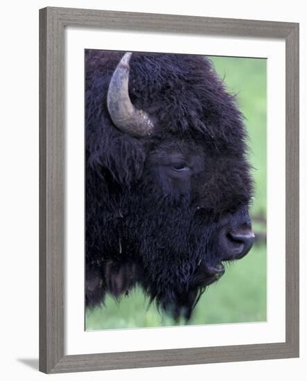 Bison Profile, Yellowstone National Park, Wyoming, USA-Jamie & Judy Wild-Framed Photographic Print