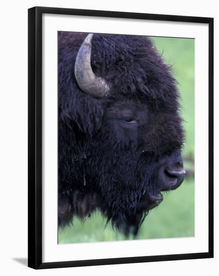 Bison Profile, Yellowstone National Park, Wyoming, USA-Jamie & Judy Wild-Framed Photographic Print