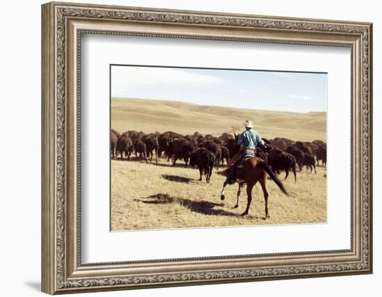 Bison Roundup-Danita Delimont-Framed Photo