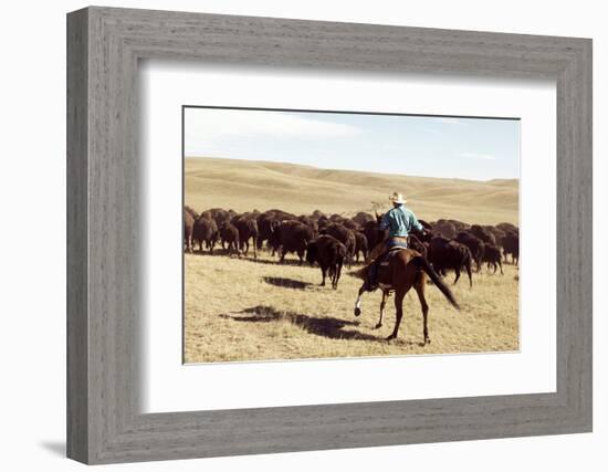 Bison Roundup-Danita Delimont-Framed Photo