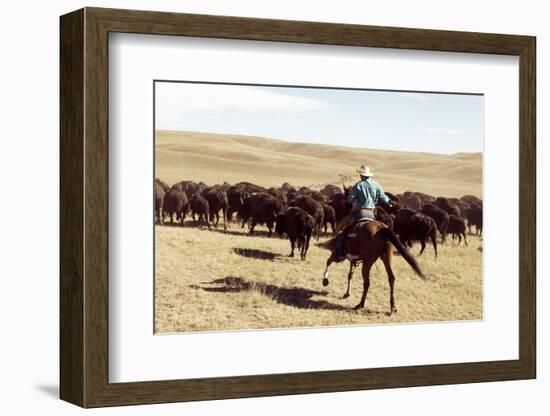 Bison Roundup-Danita Delimont-Framed Photo