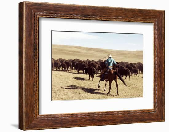 Bison Roundup-Danita Delimont-Framed Photo