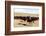 Bison Roundup-Danita Delimont-Framed Photo