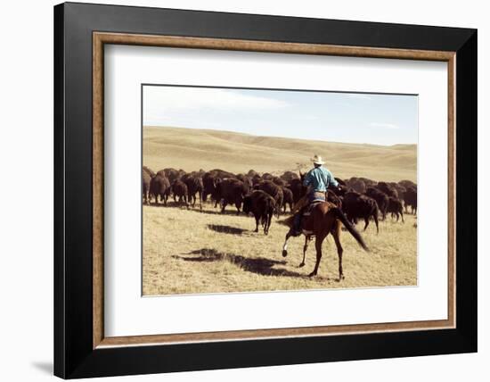 Bison Roundup-Danita Delimont-Framed Photo