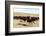 Bison Roundup-Danita Delimont-Framed Photo