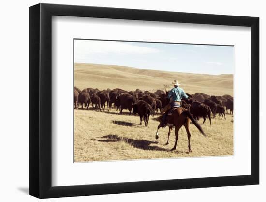 Bison Roundup-Danita Delimont-Framed Photo