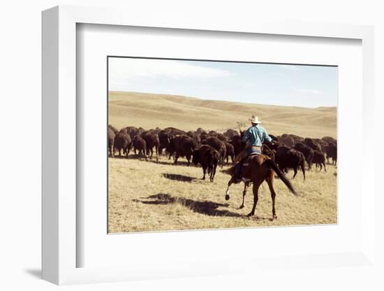 Bison Roundup-Danita Delimont-Framed Photo