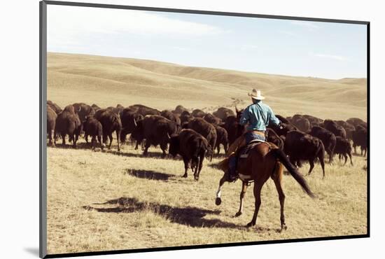 Bison Roundup-Danita Delimont-Mounted Photo