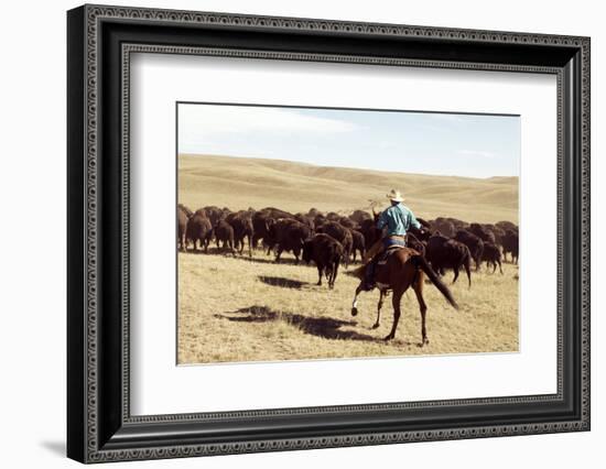 Bison Roundup-Danita Delimont-Framed Photo