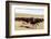 Bison Roundup-Danita Delimont-Framed Photo