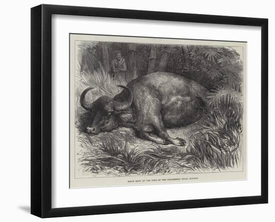 Bison Shot at the Foot of the Neilgherry Hills, Madras-null-Framed Giclee Print