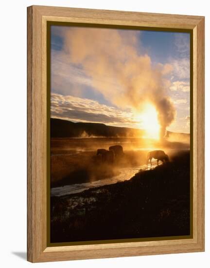 Bison Silhouetted at Sunrise as Old Faithful Erupts, Yellowstone National Park, Wyoming, USA-Adam Jones-Framed Premier Image Canvas