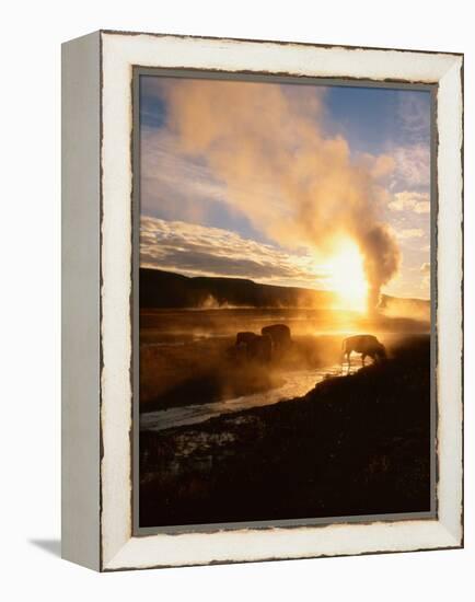 Bison Silhouetted at Sunrise as Old Faithful Erupts, Yellowstone National Park, Wyoming, USA-Adam Jones-Framed Premier Image Canvas