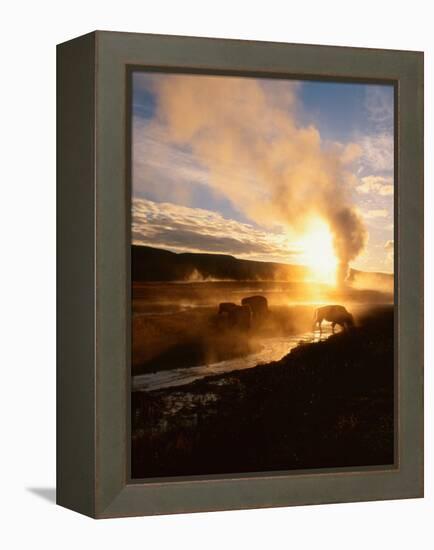 Bison Silhouetted at Sunrise as Old Faithful Erupts, Yellowstone National Park, Wyoming, USA-Adam Jones-Framed Premier Image Canvas